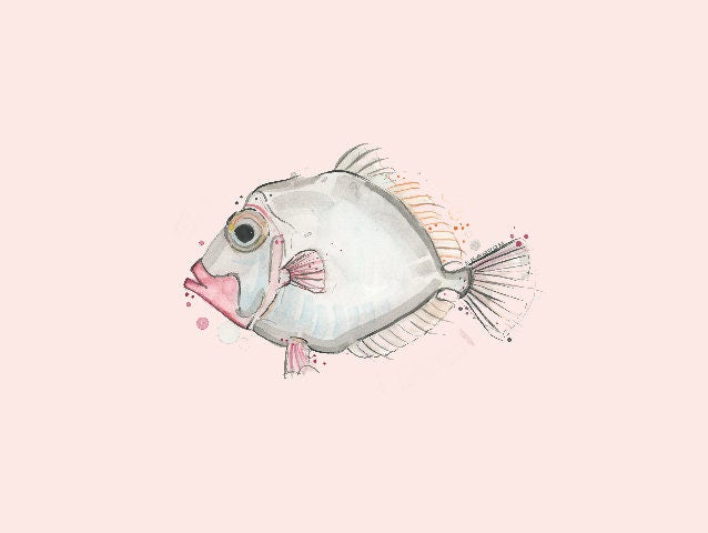 Lookdown Dory Fish Coastal Beach House Decor Painting Print (Coastal Pink)