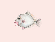Load image into Gallery viewer, Lookdown Dory Fish Coastal Beach House Decor Painting Print (Coastal Pink)
